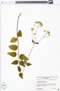 Ageratina aromatica image