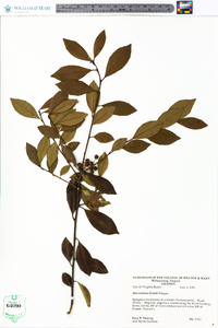 Ilex coriacea image