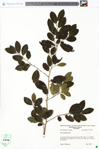 Ilex vomitoria image