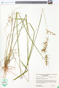 Sorghastrum elliottii image