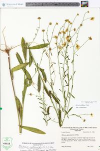 Boltonia diffusa image