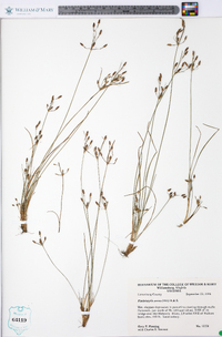 Fimbristylis annua image