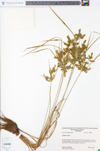 Cyperus iria image