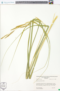 Spartina pectinata image