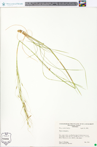 Stipa avenacea image
