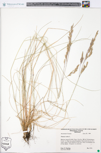 Festuca rubra image