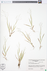 Panicum philadelphicum image