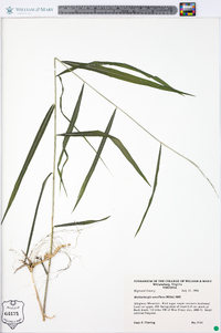 Muhlenbergia tenuiflora image