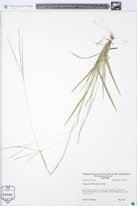 Digitaria filiformis image