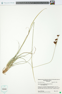 Rhynchospora globularis var. recognita image