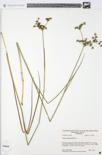 Juncus caesariensis image