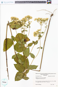 Ageratina aromatica image