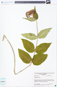 Asclepias rubra image