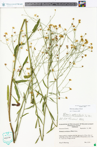 Boltonia diffusa image