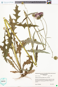 Cirsium carolinianum image