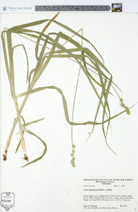 Carex sparganioides image