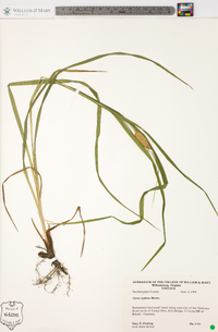 Carex typhina image