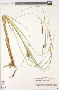 Carex striata var. brevis image