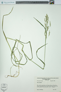 Poa trivialis image