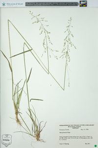 Poa sylvestris image