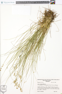 Carex echinata image