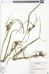 Carex gigantea image