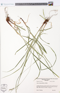 Carex virescens image