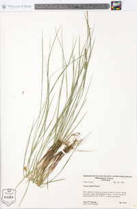 Carex woodii image