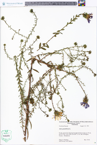 Aster grandiflorus image