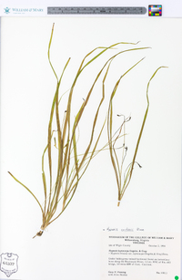 Hypoxis leptocarpa image