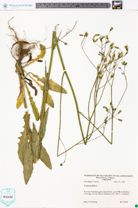 Crepis pulchra image