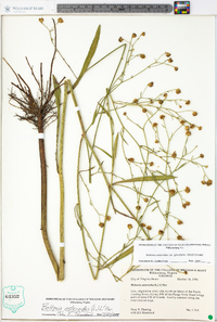 Boltonia asteroides image