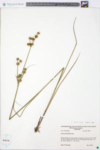 Juncus scirpoides image