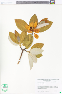 Magnolia virginiana image