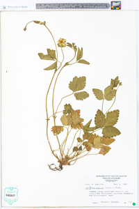 Potentilla indica image