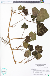 Hedera helix image