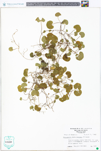 Dichondra carolinensis image