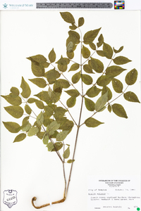 Aralia spinosa image