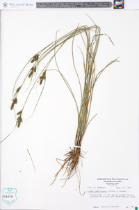 Carex complanata image