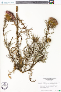 Cirsium discolor image