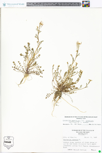 Cardamine parviflora image