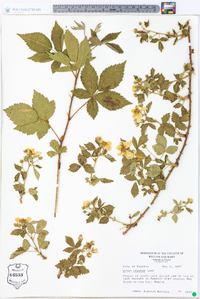 Rubus argutus image