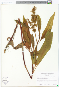 Rumex verticillatus image