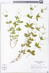 Galium circaezans image