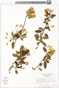 Malus angustifolia image