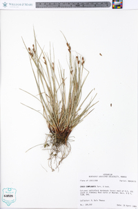 Carex complanata image