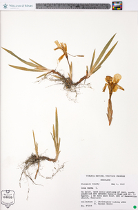 Muhlenbergia capillaris image