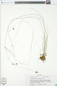 Rhynchospora gracilenta image