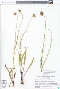 Marshallia graminifolia image