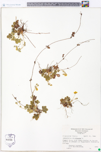 Potentilla canadensis image